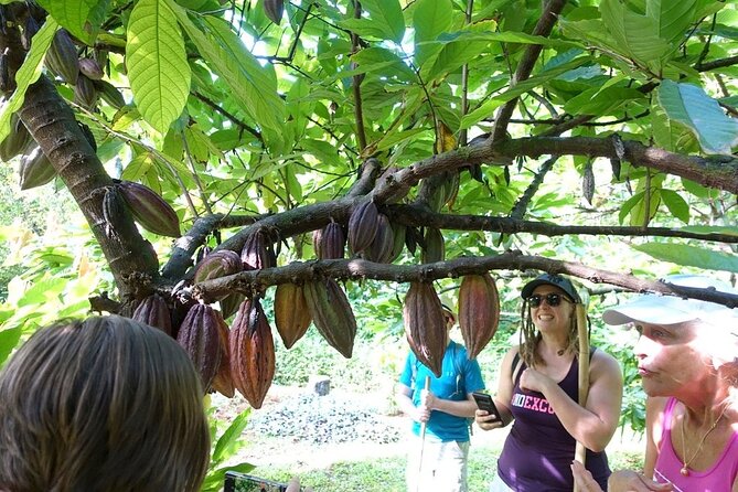 Princeville Botanical Gardens Tour and Chocolate Tasting Ticket - What the guides add
