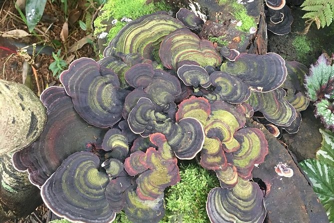 Princeville Botanical Gardens Tour and Chocolate Tasting Ticket - Rain, mosquitoes, and what to wear