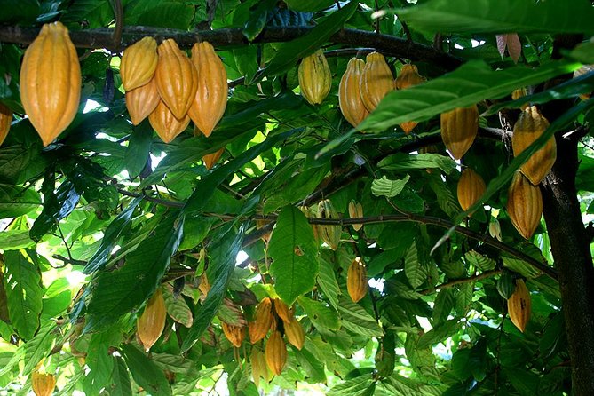 Princeville Botanical Gardens Tour and Chocolate Tasting Ticket - From upper terraces to the cacao grove