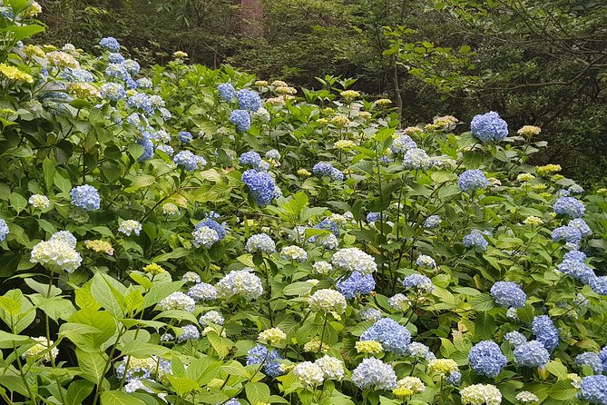 Private Car Day Trip to the Kobe Mountains, Gardens and Hot Springs from Osaka - What the private format is really worth