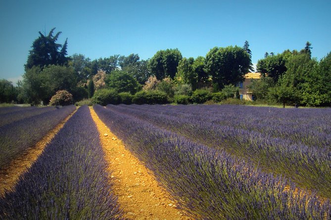 Provence Lavender Fields Tour from Aix-en-Provence - Sault, Saignon, Gordes, and the later July route