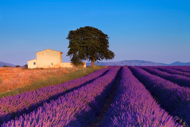 Provence Lavender Fields Tour from Aix-en-Provence - Who should book the Provence lavender tour