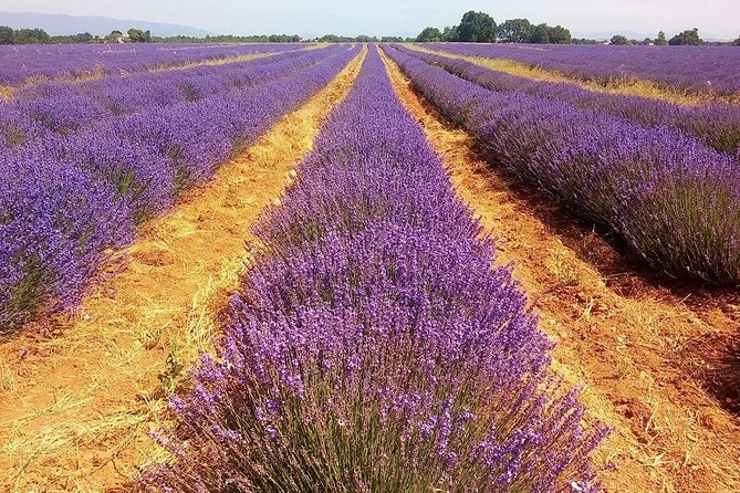 Provence Lavender Full Day Tour from Avignon - Sénanque Abbey and the classic lavender photograph