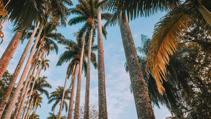 Rio de Janeiro: 4-Hour Botanical Garden & Tijuca Forest Tour - Why this Rio nature tour works well