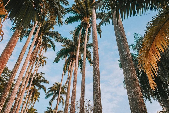 Rio de Janeiro Botanical Garden & Tijuca Forest Tour - Starting from Rio’s South Zone hotels