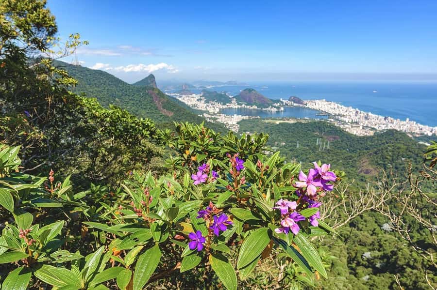 Rio de Janeiro: Tijuca National Park & Botanic Garden Tour - What $65 buys you