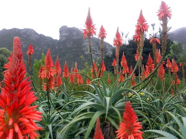 Robben Island ,Kirstenbosch Gardens and Groot Constantia. - Robben Island gives the day its purpose
