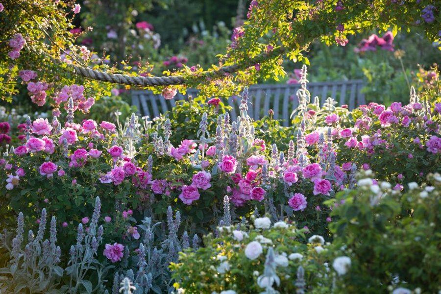 Royal Horticultural Society: Rosemoor Garden Ticket - A garden shaped into many rooms