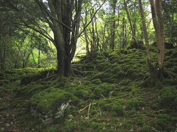 Self-Guided Bike Tour of Killarney National Park, Muckross Gardens & Waterfall - Why a bike is the right way to see this corner of Killarney