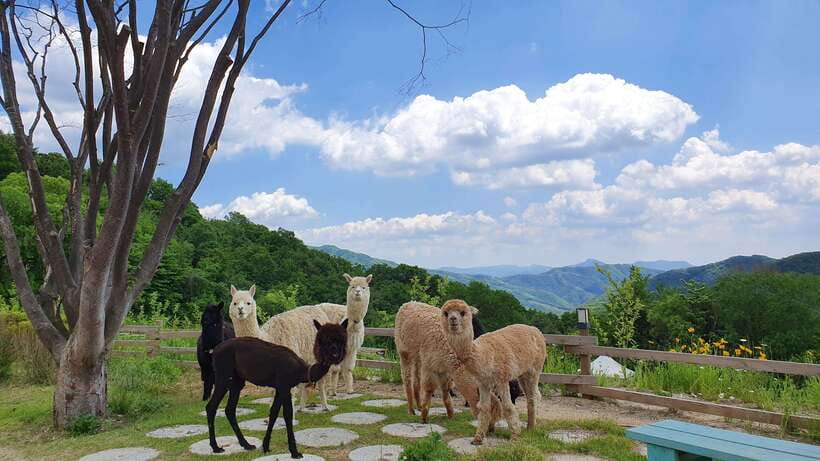 Seoul: Alpaca, Nami, Morning Calm or Eobi (+Rail Bike) - Key points at a glance