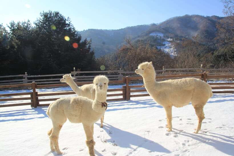 Seoul: Alpaca, Nami, Morning Calm or Eobi (+Rail Bike) - Optional rail biking beside the Bukhan River