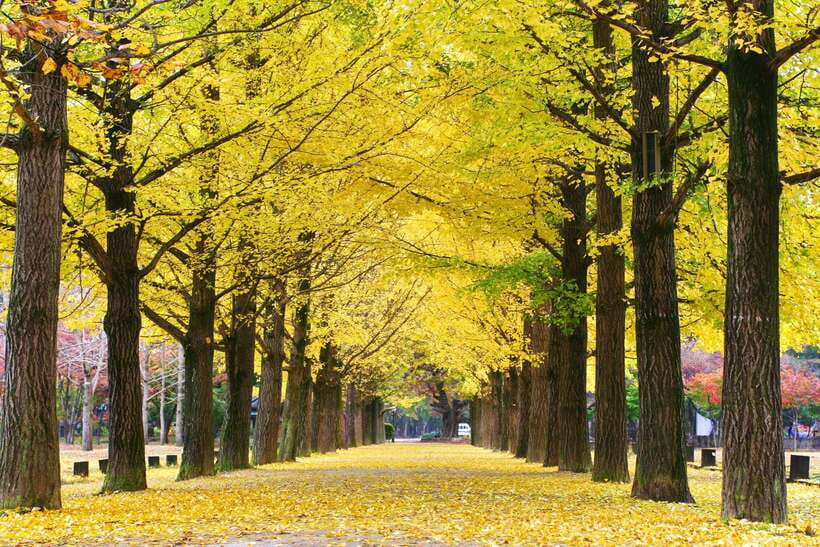 Seoul: Alpaca, Nami, Morning Calm or Eobi (+Rail Bike) - Nami Island, the day’s main walk