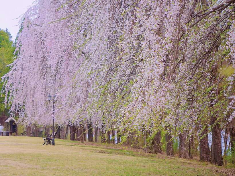 Seoul: Alpaca, Nami, Morning Calm or Eobi (+Rail Bike) - Garden of Morning Calm in warmer months