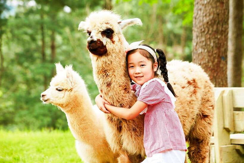 Seoul: Alpaca, Nami, Morning Calm or Eobi (+Rail Bike) - Alpaca World and one hour with the animals