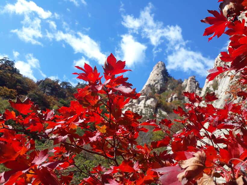 Seoul: Mt.Seorak, Nami Island & Korean Garden, No Shopping - Key points at a glance