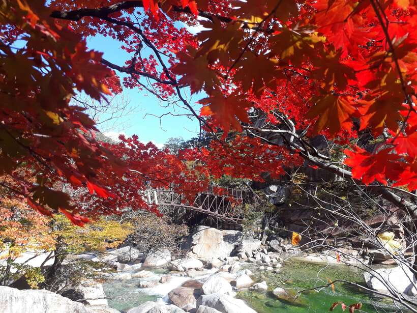 Seoul: Mt.Seorak, Nami Island & Korean Garden, No Shopping - Nami Island: easy walking and plenty of photographs