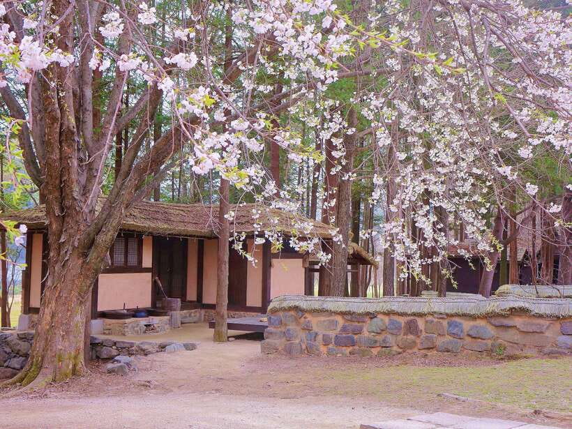 Seoul: Mt.Seorak, Nami Island & Korean Garden, No Shopping - Guides make a major difference