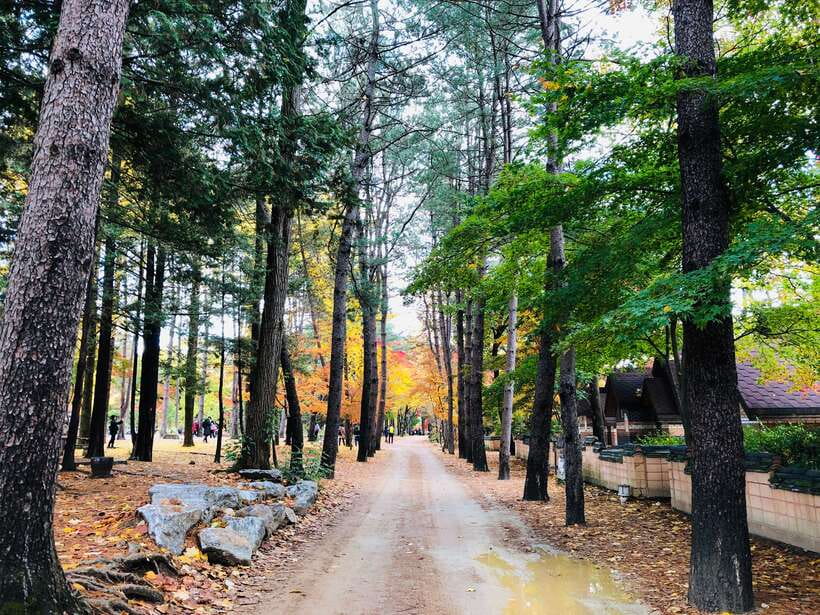 Seoul: Mt.Seorak, Nami Island & Korean Garden, No Shopping - Is $95 good value?