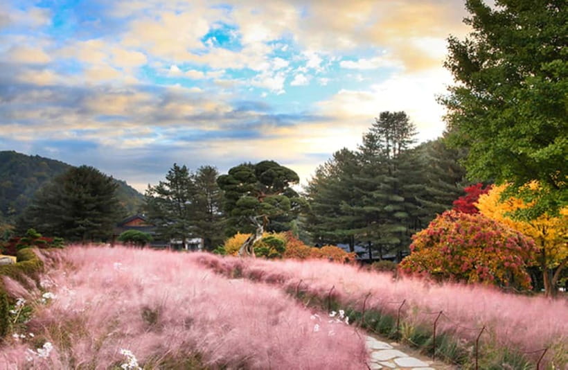 Seoul: Nami Island and Garden of Morning Calm opt Railbike - Choosing between the two tour versions