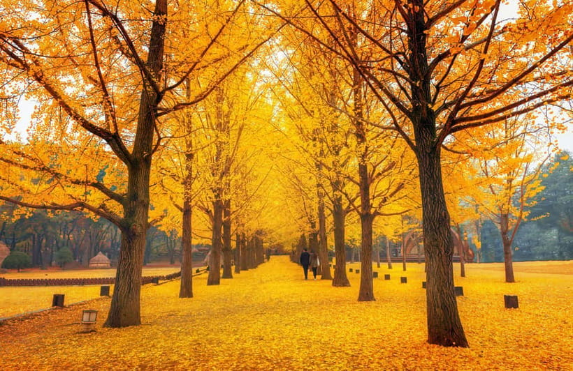 Seoul: Nami Island and Garden of Morning Calm opt Railbike - Who should book this day trip?