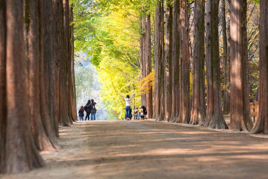 Seoul: Nami Island, Garden and Petite France (opt. Railbike) - Adding Gangchon Railbike to the day
