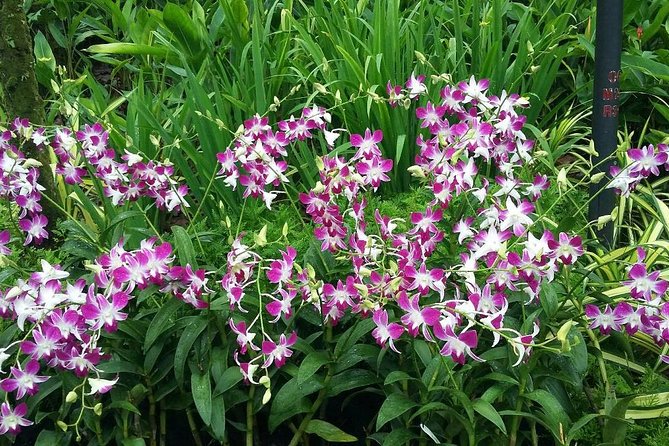 Singapore: National Orchid Garden Admission Ticket - Ticket value at $7.77