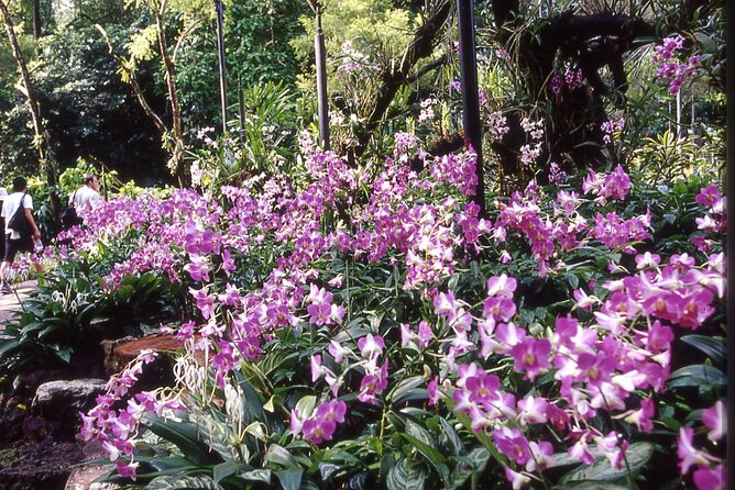 Singapore: National Orchid Garden Admission Ticket - The most important mobile-ticket warning