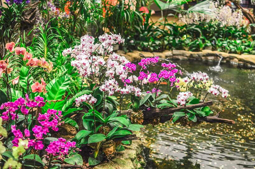 Singapore: National Orchid Garden Entry Tickets - Ticket timing and entry advice