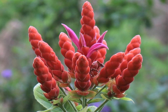 Skip the Line: Ahhh Ras Natango Gallery and Garden Admission Tickets - What the $35 admission is worth