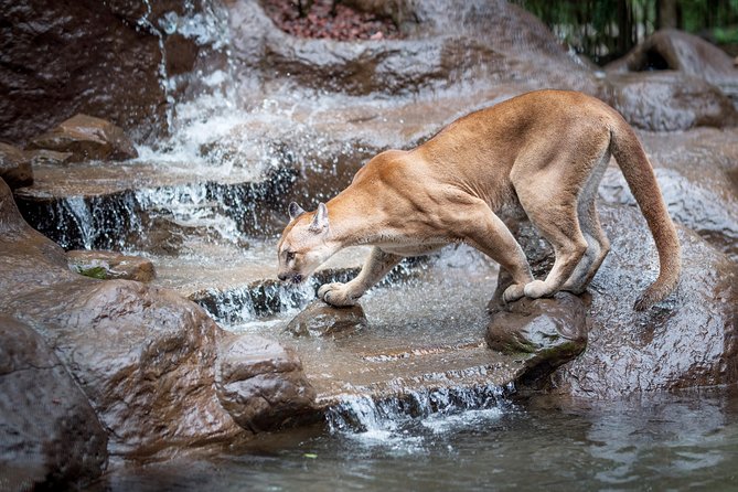 Skip the Line:Day Ticket-La Paz Waterfall Gardens Nature Park & Wildlife Refuge - Start with the waterfalls if rain is possible