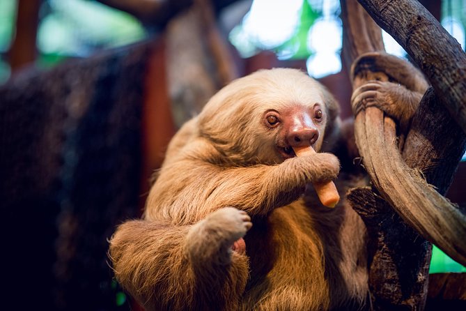 Skip the Line:Day Ticket-La Paz Waterfall Gardens Nature Park & Wildlife Refuge - Arriving from San Jose and choosing your timing