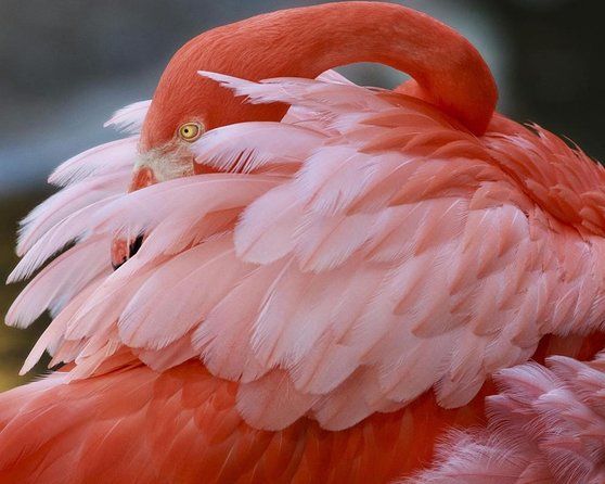 Skip the Line: Flamingo Gardens Admission Ticket in Fort Lauderdale - A Tropical Sanctuary Just West of Fort Lauderdale