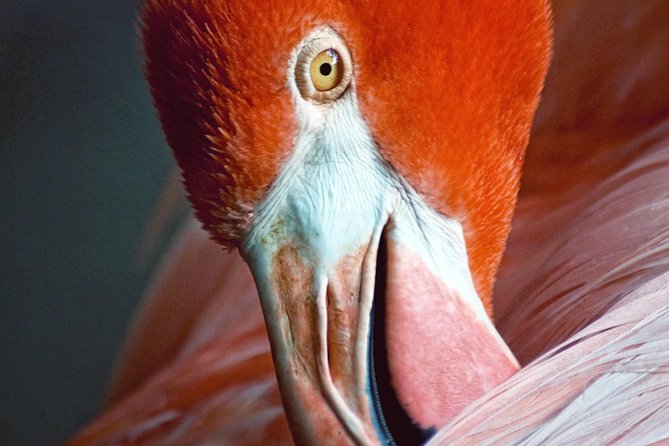 Skip the Line: Flamingo Gardens Admission Ticket in Fort Lauderdale - Florida Wildlife From Alligators to Panthers