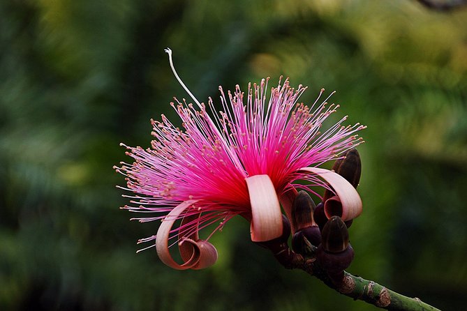 Skip the Line: Flamingo Gardens Admission Ticket in Fort Lauderdale - How to Plan Your Four Hours