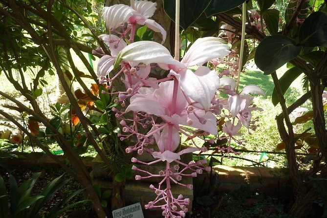 Skip the Line: Vallarta Botanical Garden Admission Ticket - Starting at the Path of Flowers and Orchid Observatory