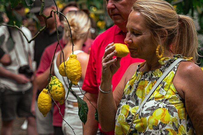 Sorrento Ape Tour, Lemon Garden, Mozzarella Show & Pizza Class - Starting among the lemon trees in Schiazzano