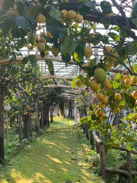 Sorrento: Lemon Garden Tour with Marmalade Tasting - Key points at a glance