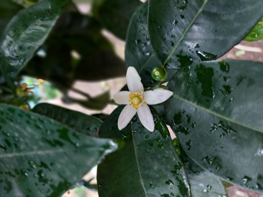 Sorrento: Lemon Garden Tour with Marmalade Tasting - Why Sorrento’s lemon gardens matter