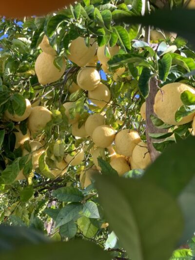 Sorrento: Lemon Garden Tour with Marmalade Tasting