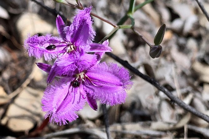 Spring Wildflower Private Day Tours - Toodyay turns the flower hunt into a country day