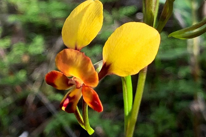 Spring Wildflower Private Day Tours - What the $395.19 price really buys