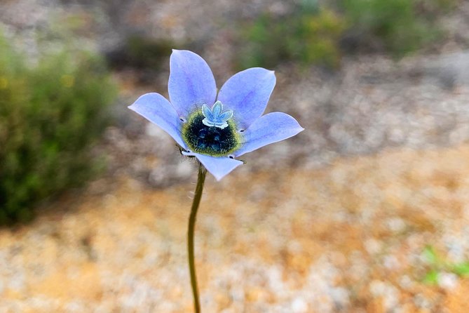 Spring Wildflower Private Day Tours - Who will enjoy this day most