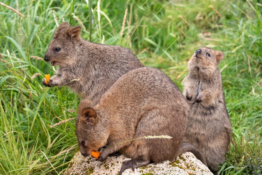 Stuttgart: Wilhelma Zoological-Botanical Garden Ticket - Who will enjoy Wilhelma most