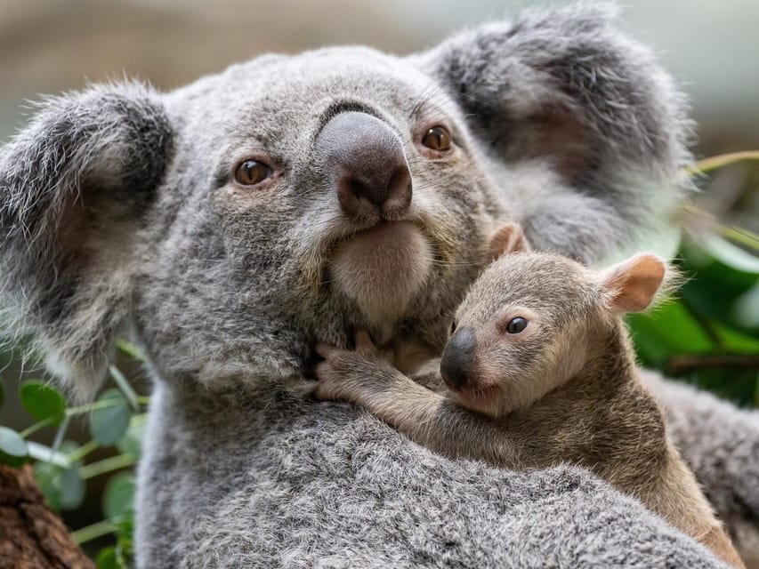 Stuttgart: Wilhelma Zoological-Botanical Garden Ticket - Meeting animals from every continent