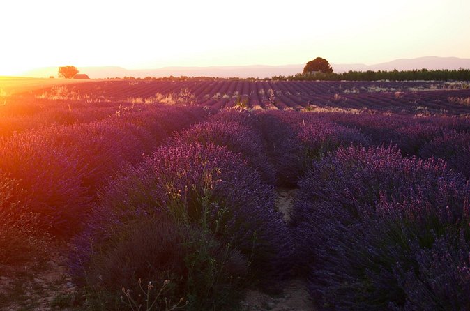Sunset Lavender Tour in Valensole with pickup from Marseille - Who will enjoy this tour most?