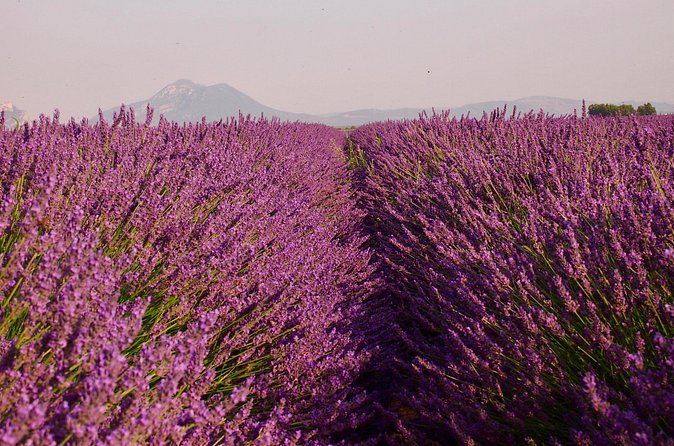 Sunset Lavender Tour in Valensole with pickup from Marseille - Practical tips for a better evening
