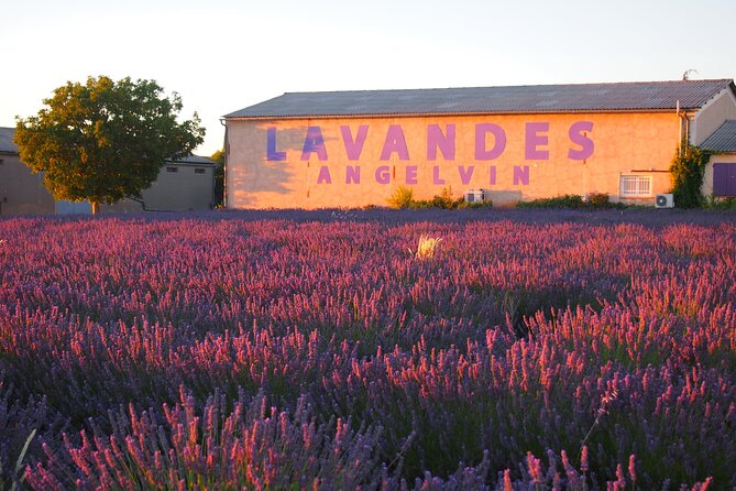 Sunset Lavender Tour in Valensole with pickup from Marseille - What happens at the lavender fields
