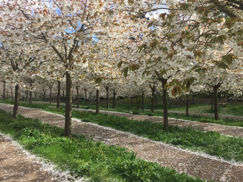 The Alnwick Garden: Entry Ticket - The cherry orchard and 326 TaiHaku trees