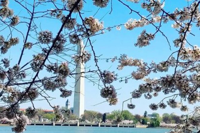 The DC Cherry Blossom Bus Tour with Tidal Basin Guided Walk - Tidal Basin, about 30 minutes
