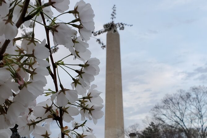 The DC Cherry Blossom Bus Tour with Tidal Basin Guided Walk - World War II Memorial, 15 minutes